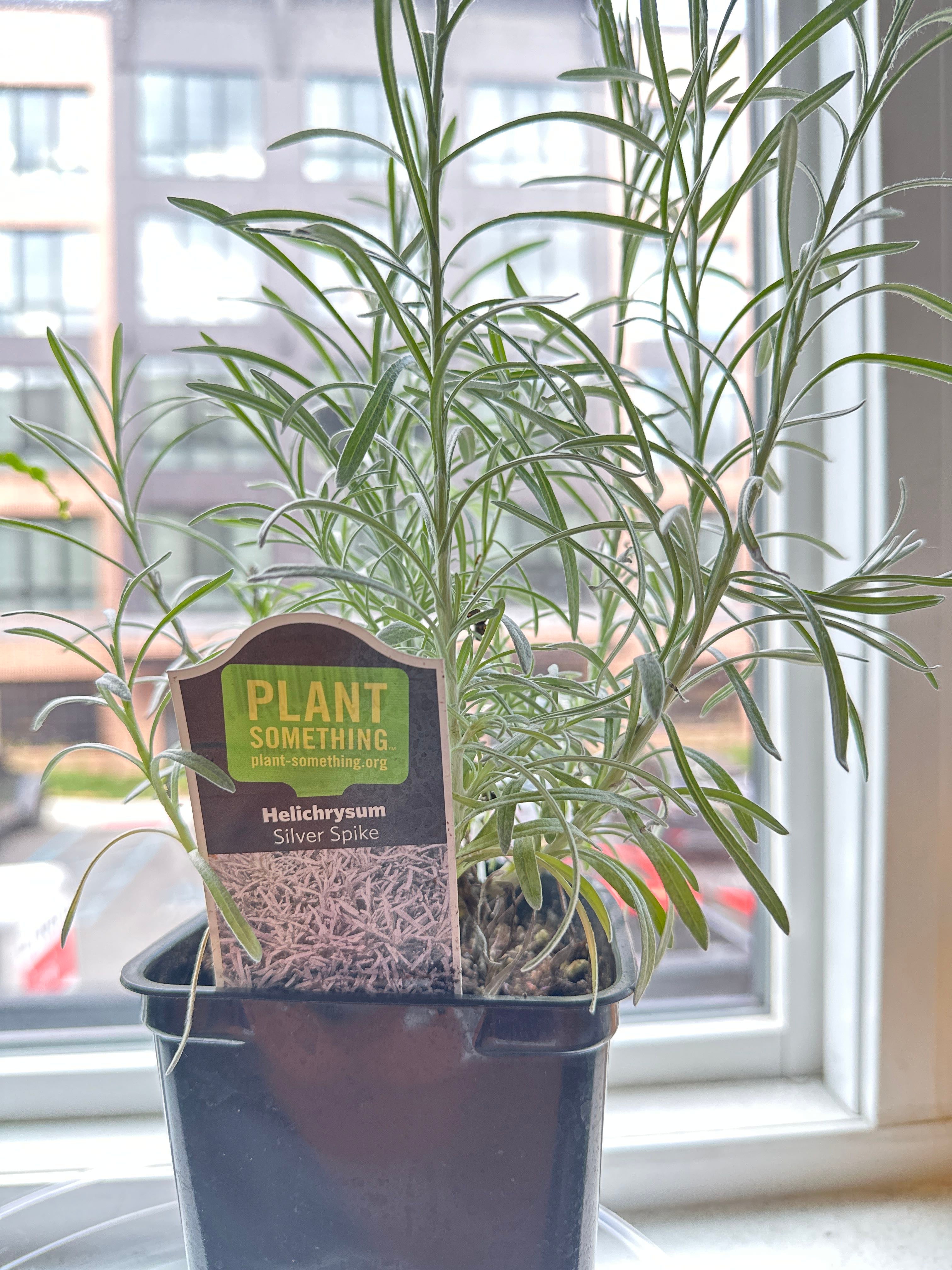 Licorice Plant Hardiness Zones Ultimate Guide 9a11b