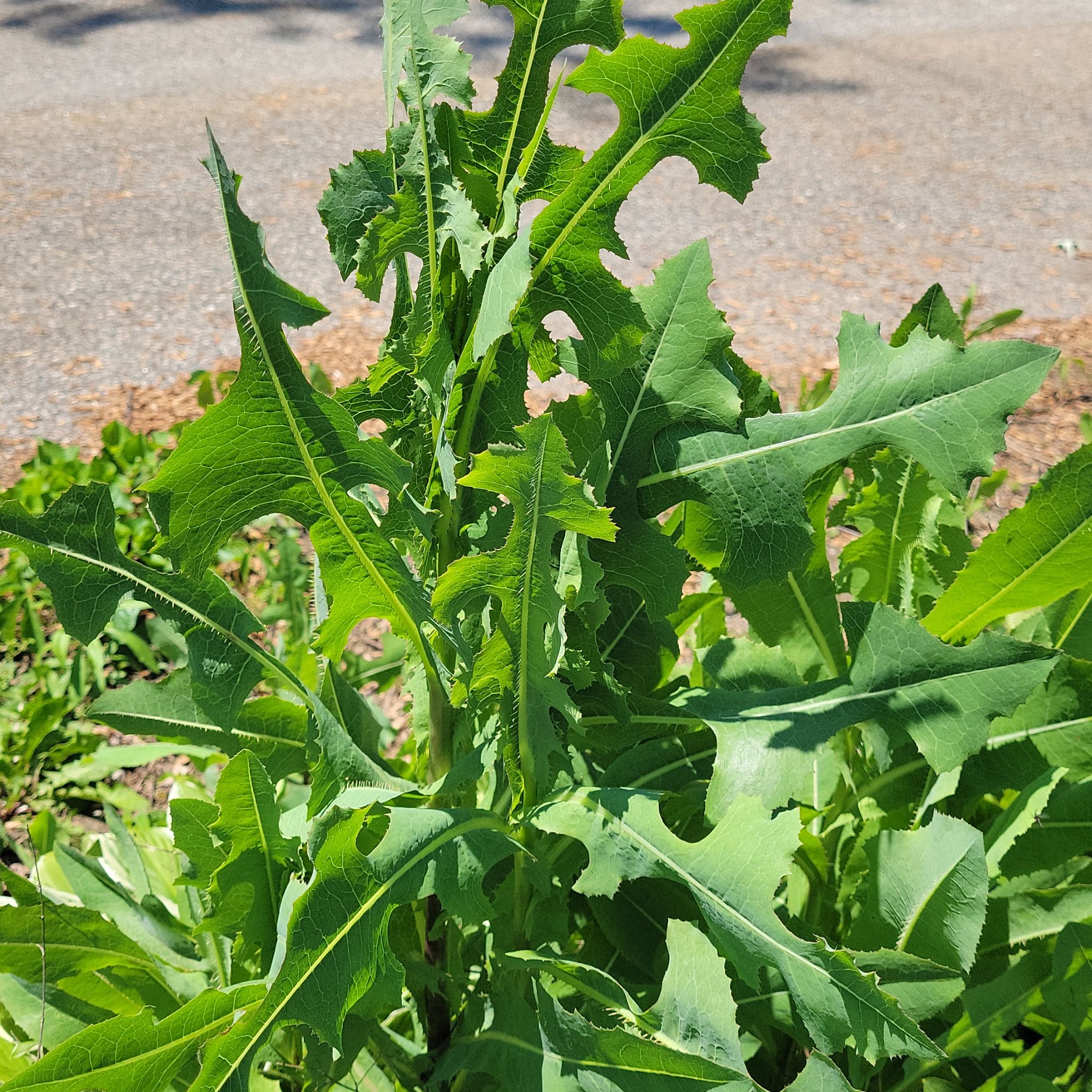 Photo of the plant species Bitter Lettuce by @FunVelvetweed named James Dean on Greg, the plant care app