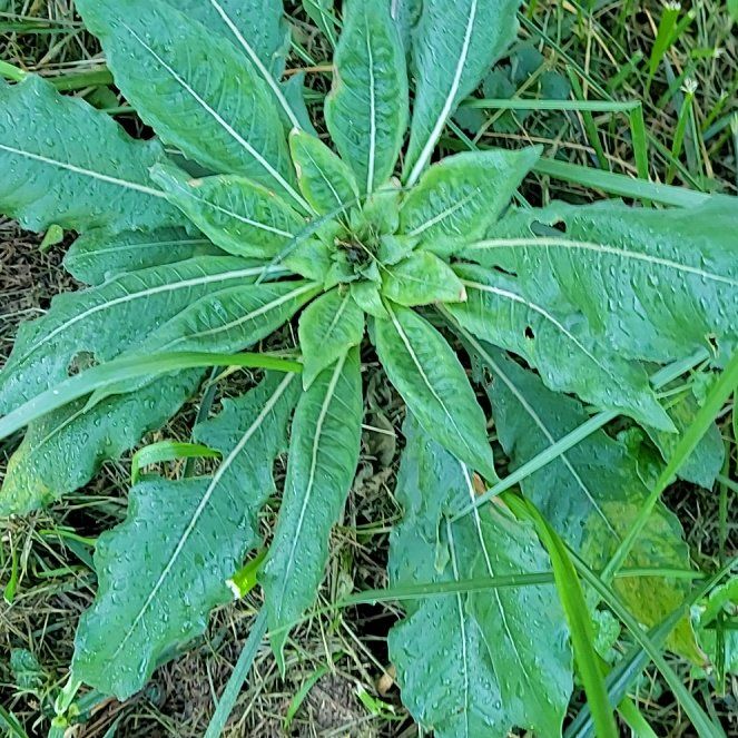 Photo of the plant species Cutleaf Teasel by @FunVelvetweed named Leaf Erickson on Greg, the plant care app