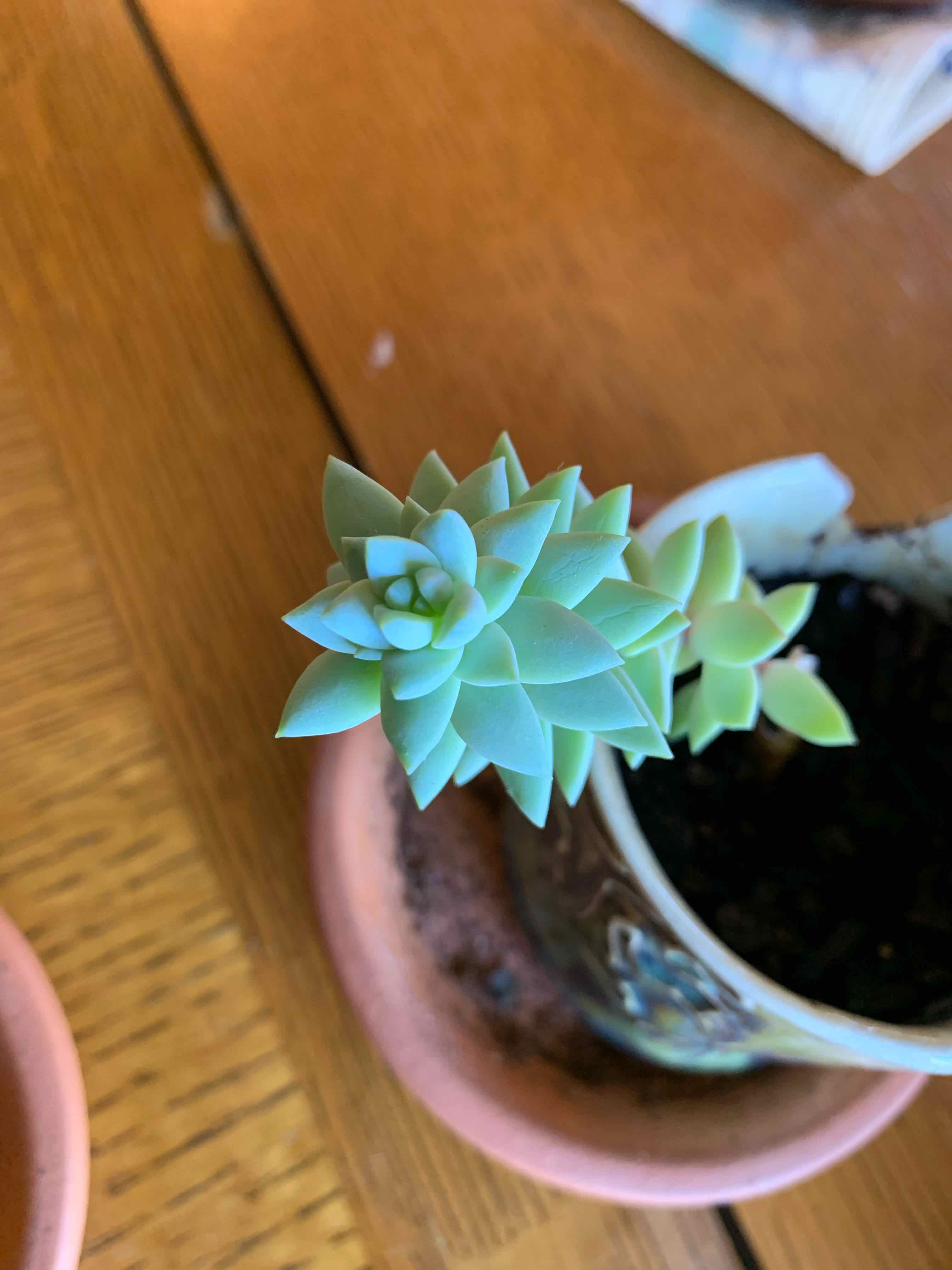 Sedeveria 'Harry Butterfield' succulent in a small pot with visible soil, healthy and well-framed.