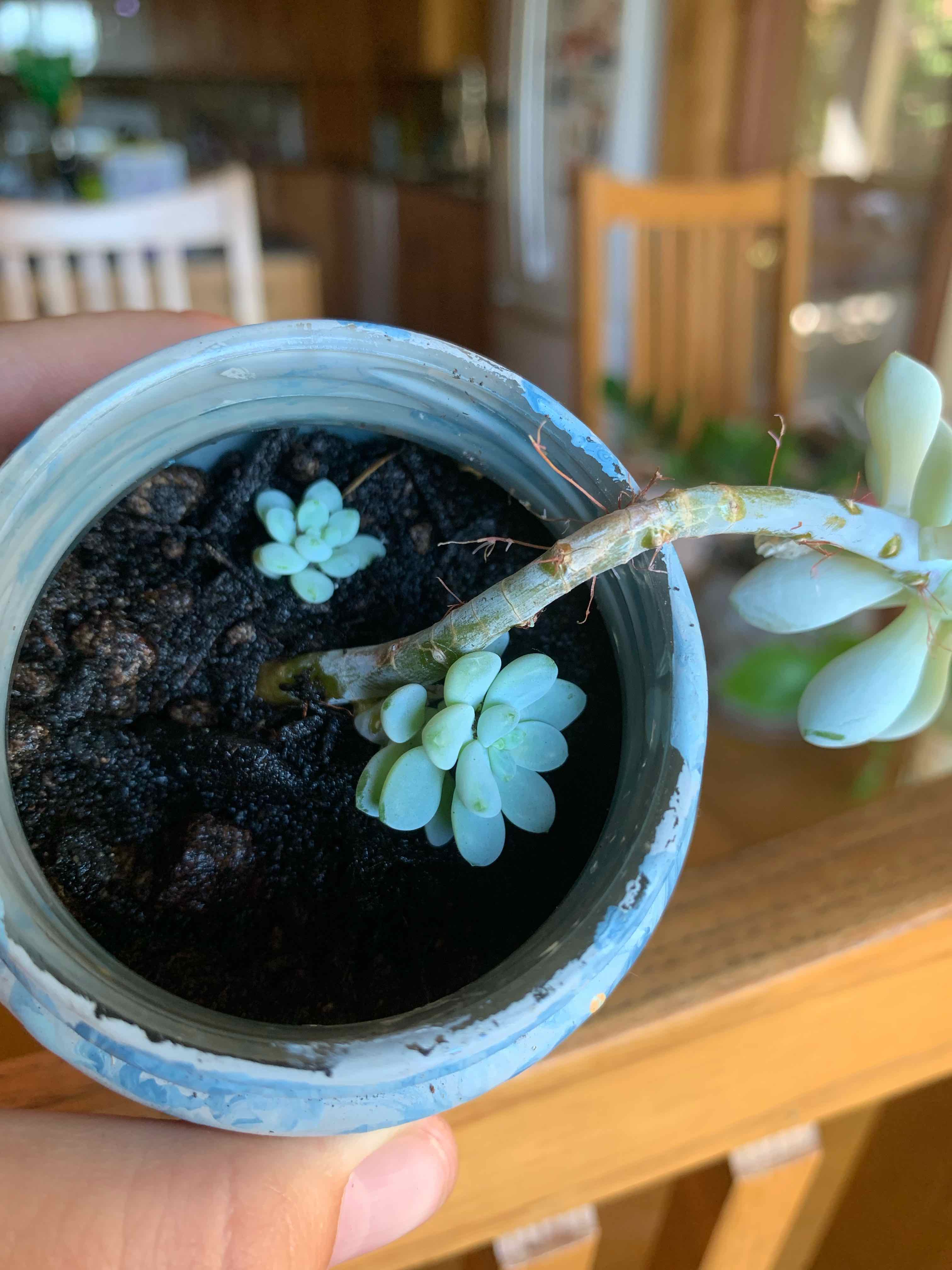 Sedum clavatum plant in a small pot with visible soil, held by a hand.