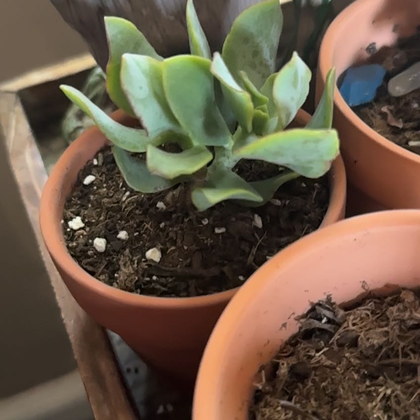 Plant care for Jade Tree on Greg, the plant care app