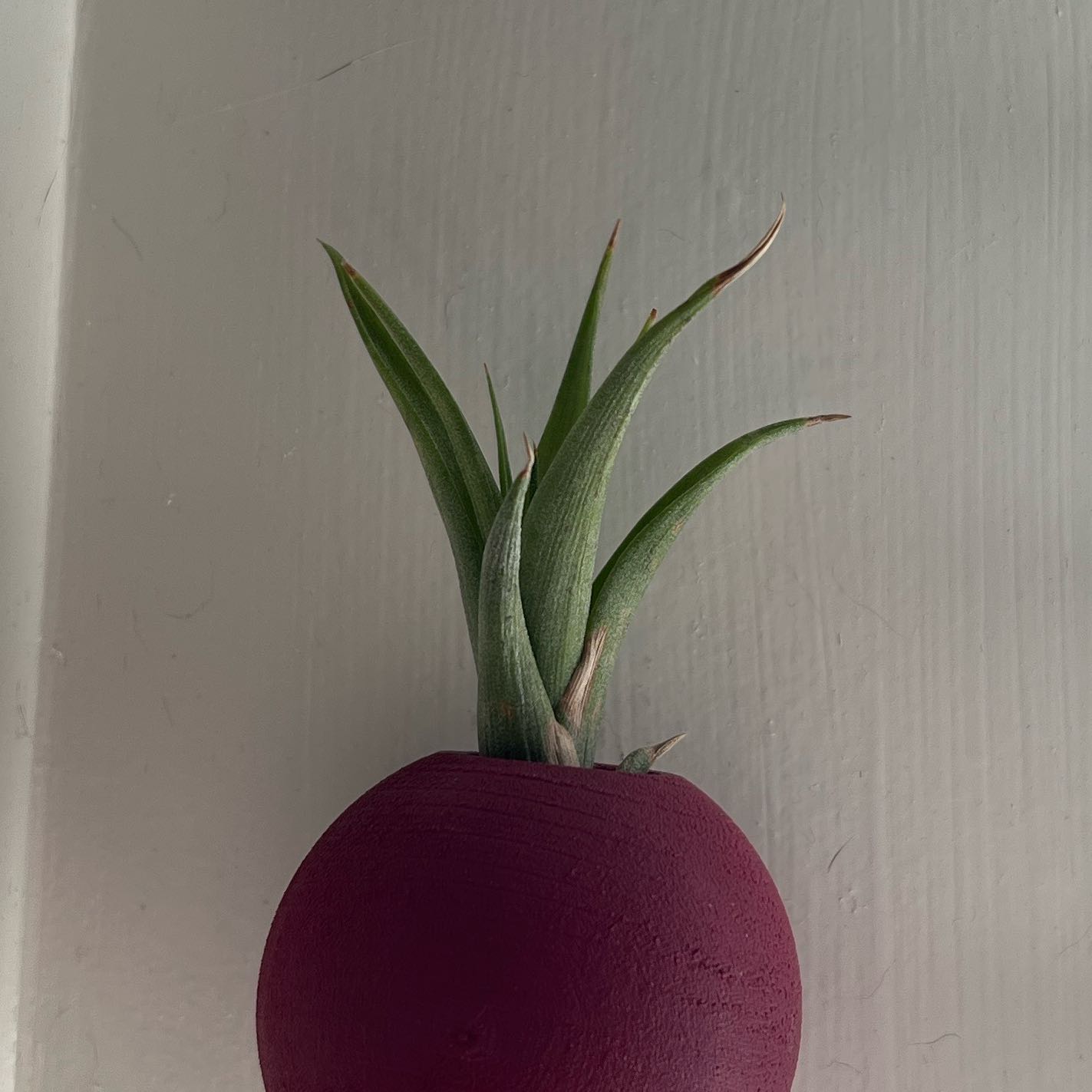 Photo of the plant species Banded Airplant by @RegnantTurmeric named Harper on Greg, the plant care app