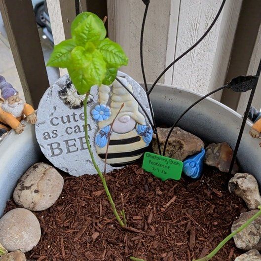 Photo of the plant species Blueberry Bush by @RadSaladburnet named Gregarious on Greg, the plant care app