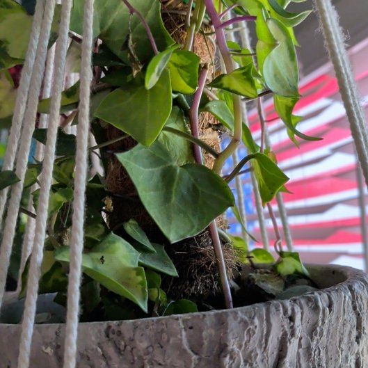 Photo of the plant species Variegated Wax Ivy by @RadSaladburnet named Darwin on Greg, the plant care app