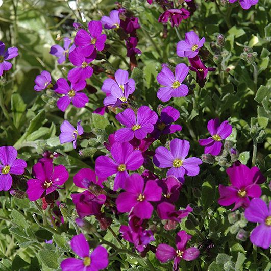 Photo of the plant species Rock Cress by @MagneticSuriana named Kasali on Greg, the plant care app