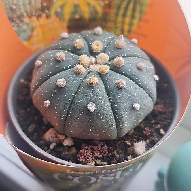 Photo of the plant species Sea Urchin Cactus by @SnugSeaSlug named Emerson on Greg, the plant care app