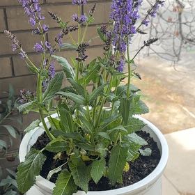 Photo of the plant species Meadow Sage by @Mayflowers33 named Carl on Greg, the plant care app