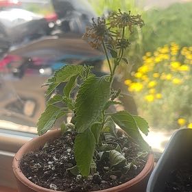 Photo of the plant species Yellow Sage by @Mayflowers33 named Naomi on Greg, the plant care app