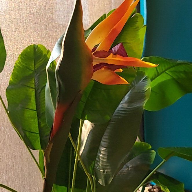 Photo of the plant species Red Palulu by @SilkyYuzutree named Duke on Greg, the plant care app