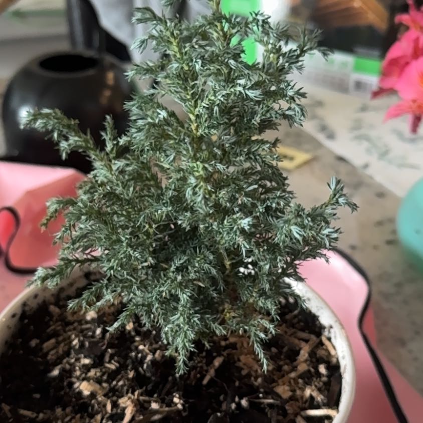 Photo of the plant species Sawara cypress by @LargeAposeris named Bruce Lee on Greg, the plant care app