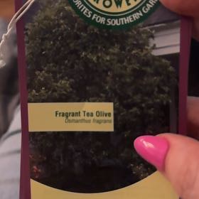 Photo of the plant species Fudingzhu Fragrant Tea Olive by @ZanyLeucospora named Anne on Greg, the plant care app