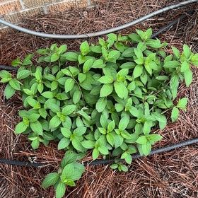 Photo of the plant species Distylium by @ZanyLeucospora named Surya on Greg, the plant care app