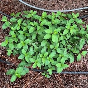 Photo of the plant species Bobo Hydrangea by @ZanyLeucospora named Coco on Greg, the plant care app