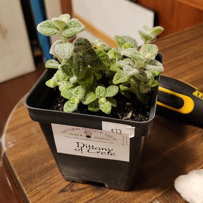 Photo of the plant species Dittany Of Crete by @MellowSicklepod named Cleopatra on Greg, the plant care app