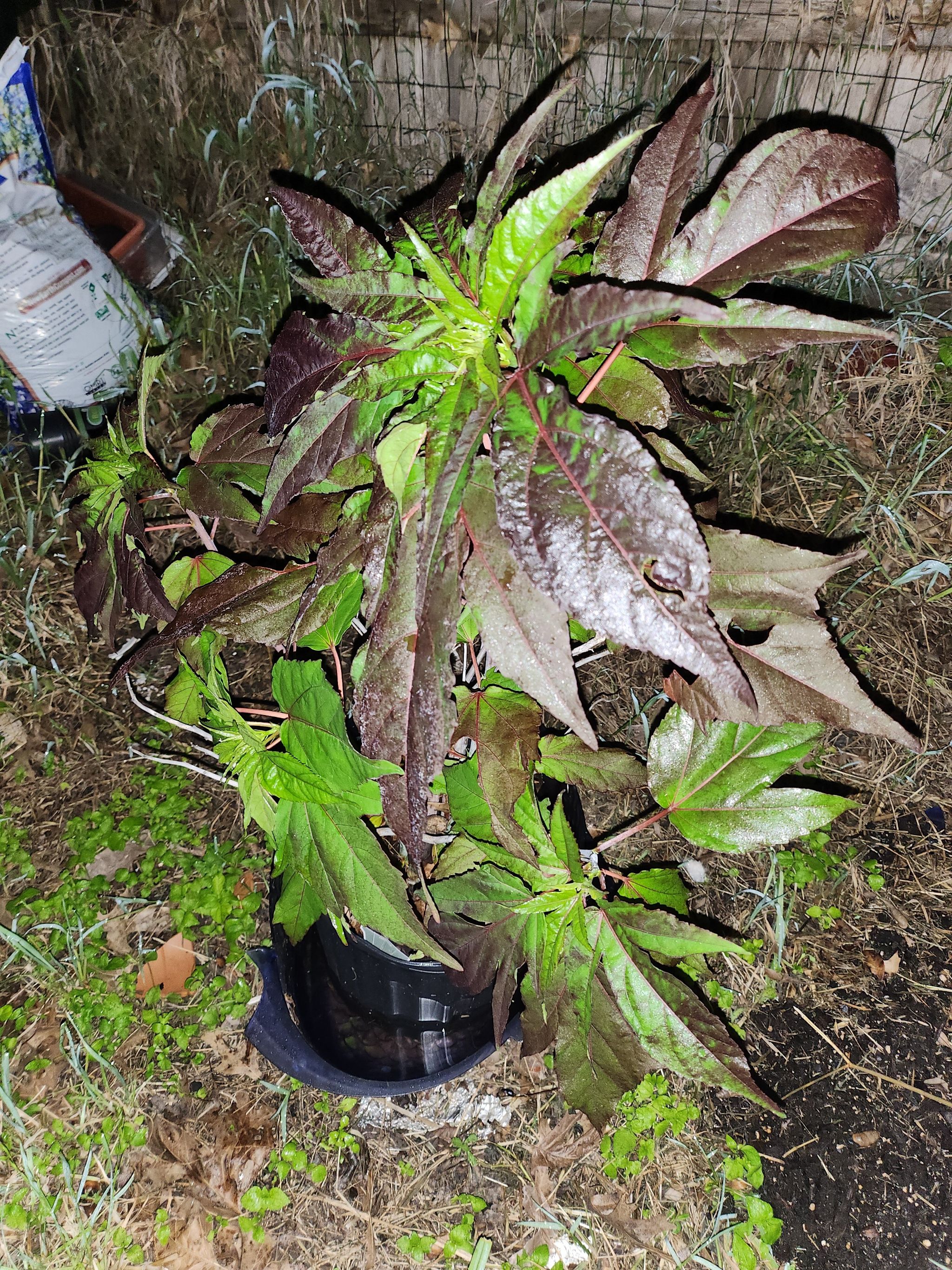 Photo of the plant species Rose Mallow by @MellowSicklepod named Oscar on Greg, the plant care app