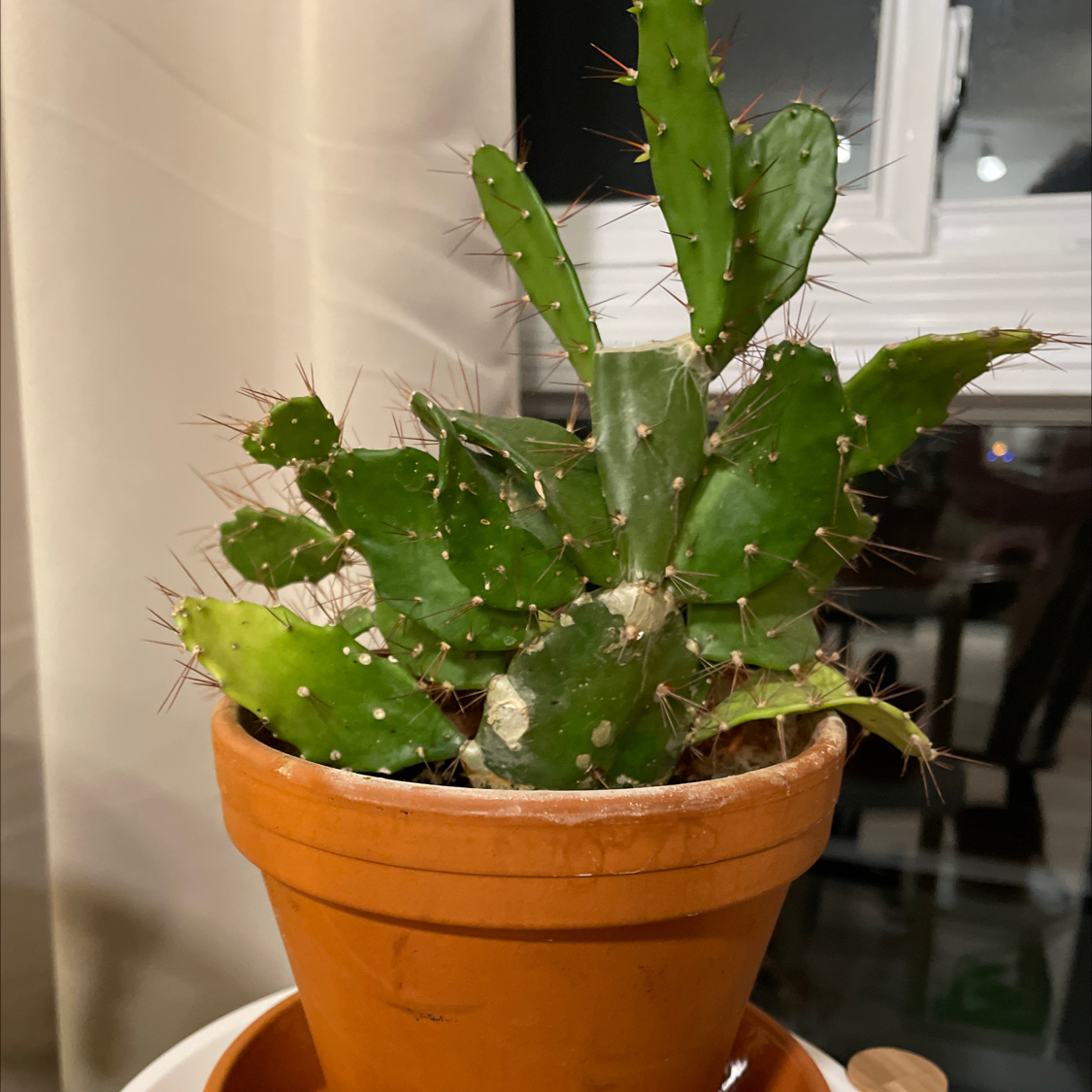 Prickly