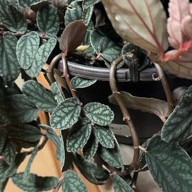 Photo of the plant species Polynesian Ivy by @ZealBabyjumpup named Stella on Greg, the plant care app