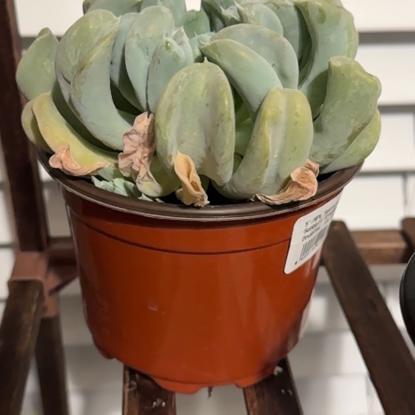 Photo of the plant species Echeveria 'Arabella' by @DowntoearthCorn named Gobi on Greg, the plant care app