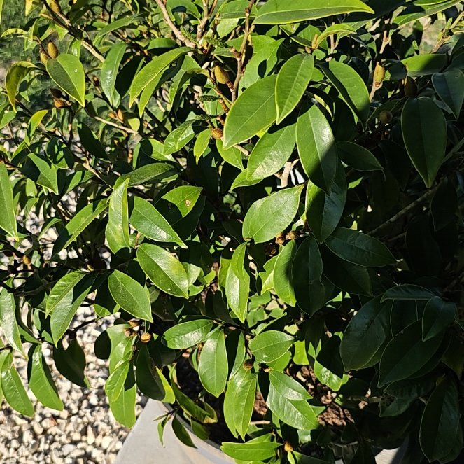 Photo of the plant species Banana shrub by @ZestRubbervine named Miley on Greg, the plant care app