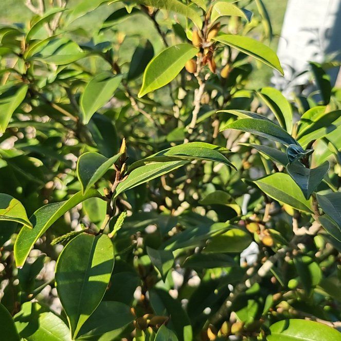 Photo of the plant species Banana shrub by @ZestRubbervine named Maya on Greg, the plant care app