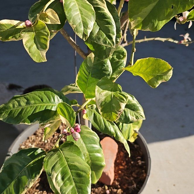 Photo of the plant species Pink Eureka Lemon by @ZestRubbervine named Forrest on Greg, the plant care app