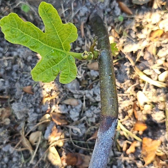 Photo of the plant species Honey Fig by @ZestRubbervine named Khaleesi on Greg, the plant care app