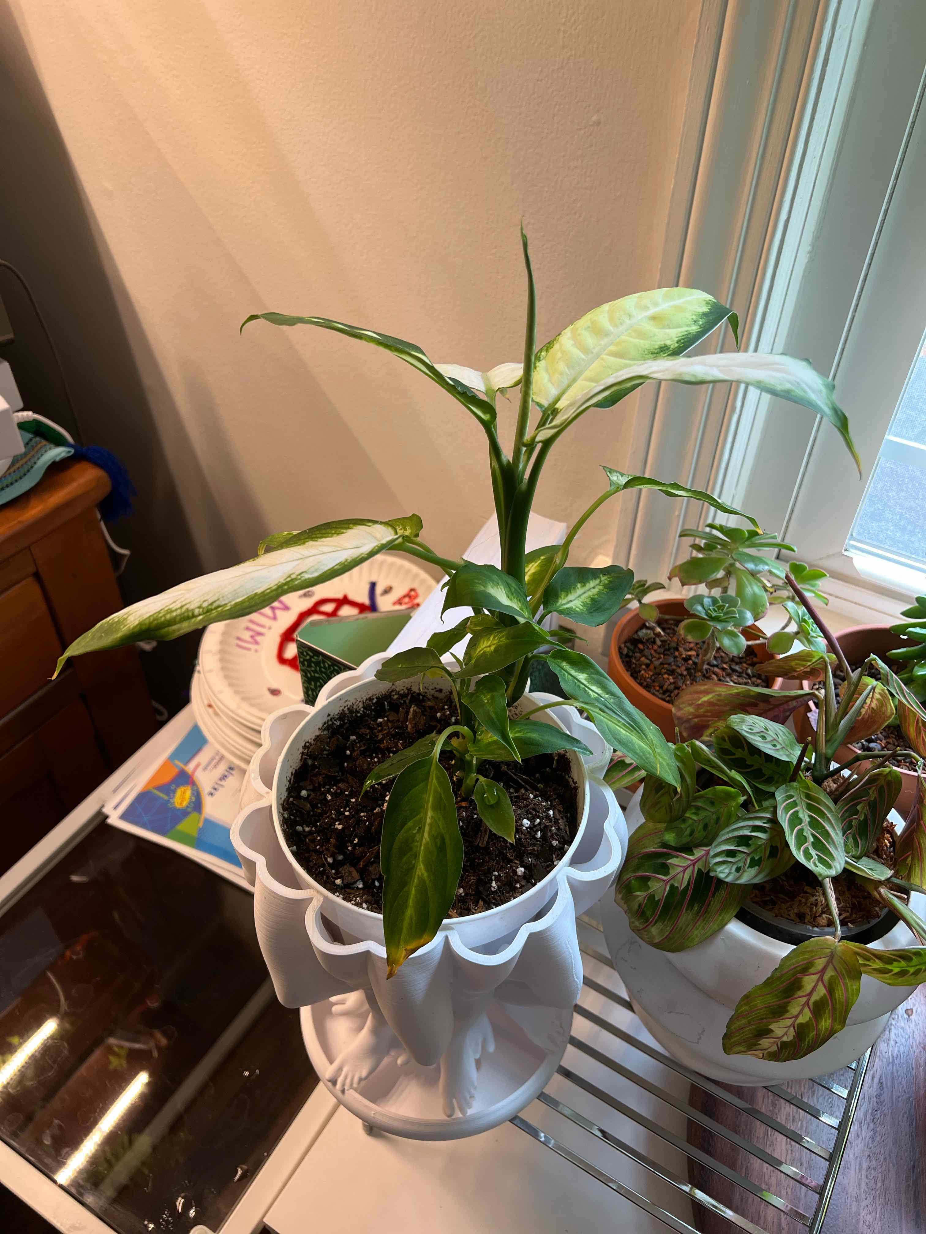 Dieffenbachia 'Camille' plant indoors near a window, healthy with visible soil.