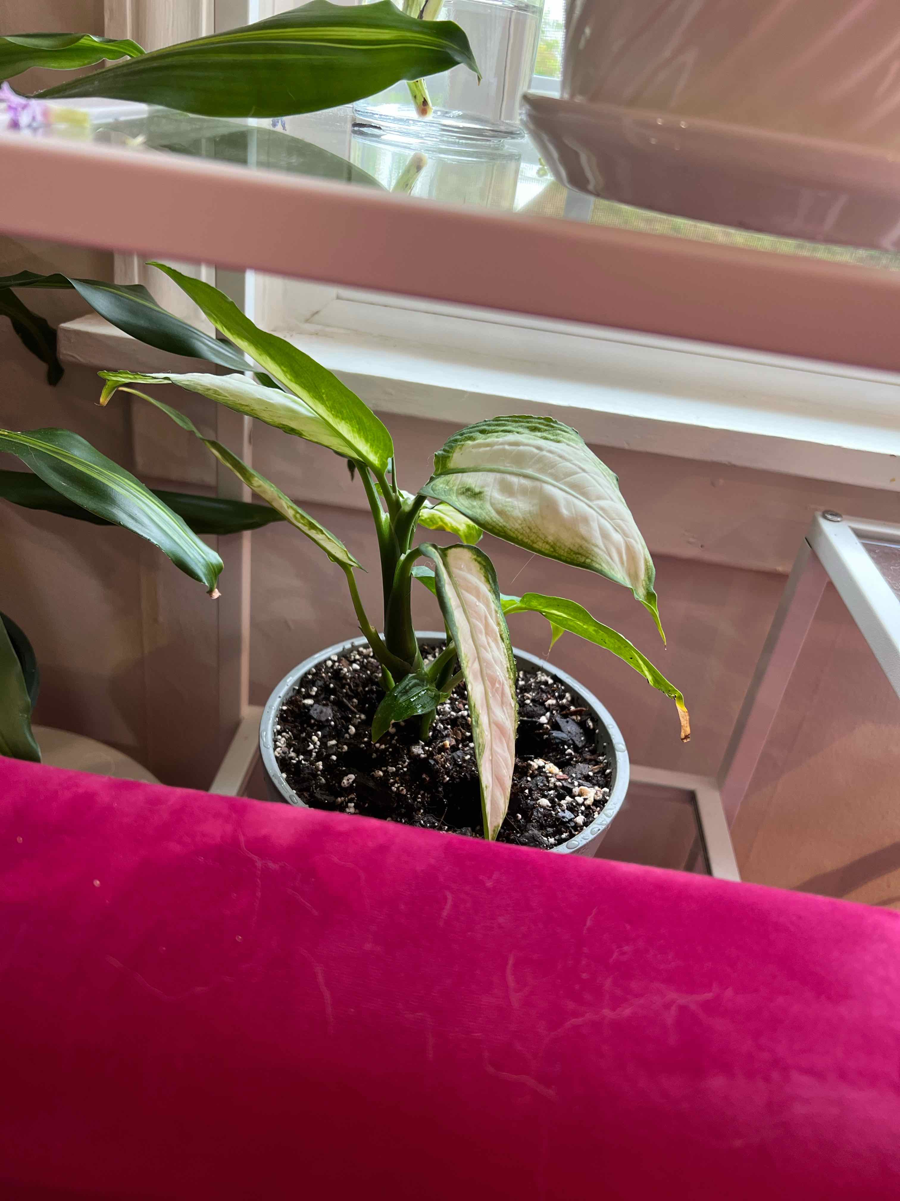 Dieffenbachia 'Camille' plant in a pot with some leaf discoloration, visible soil.
