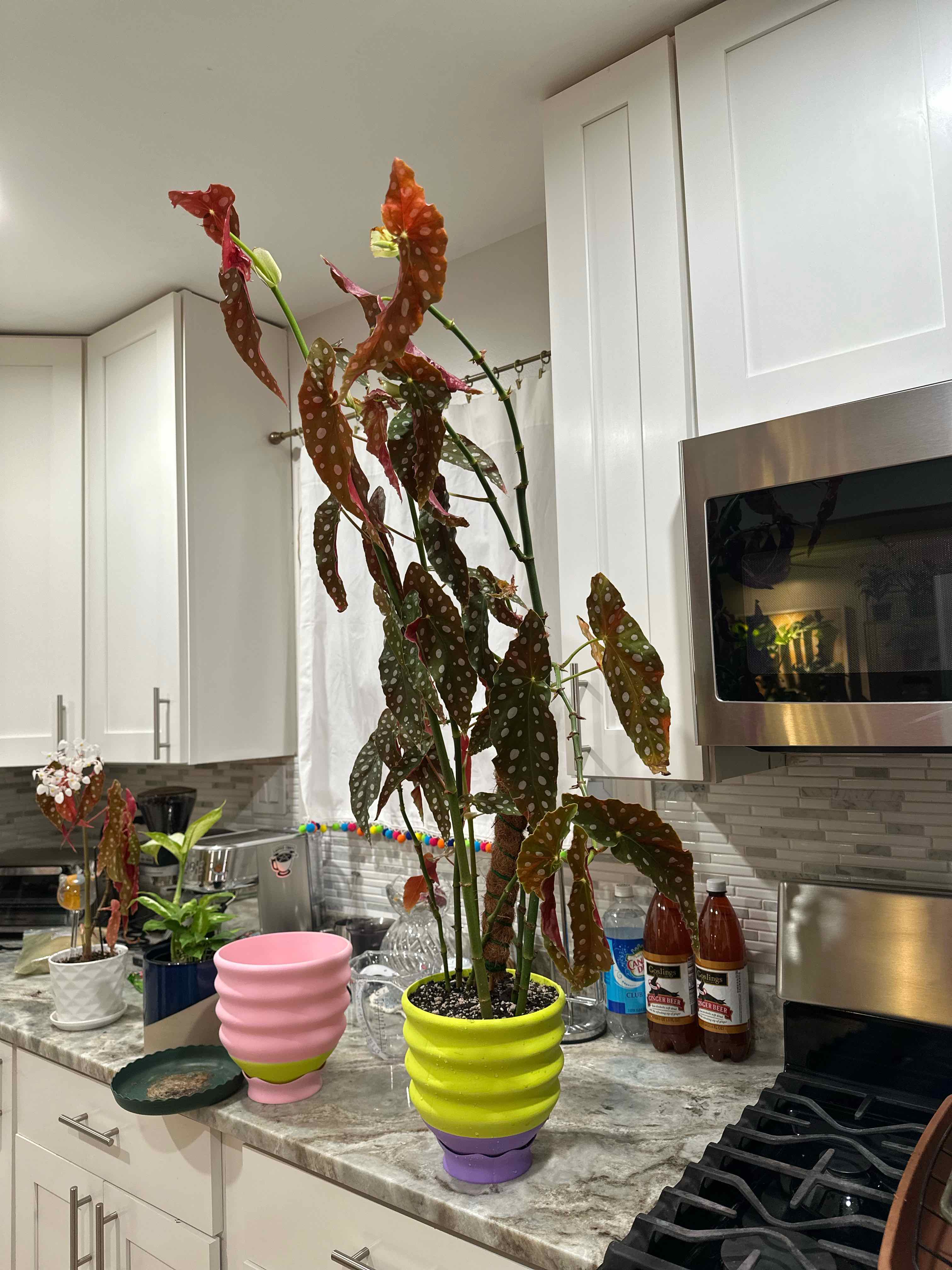 Polka Dot Begonia plant photo by @noneofyrbeesmax named Illumi on Greg, the plant care app.