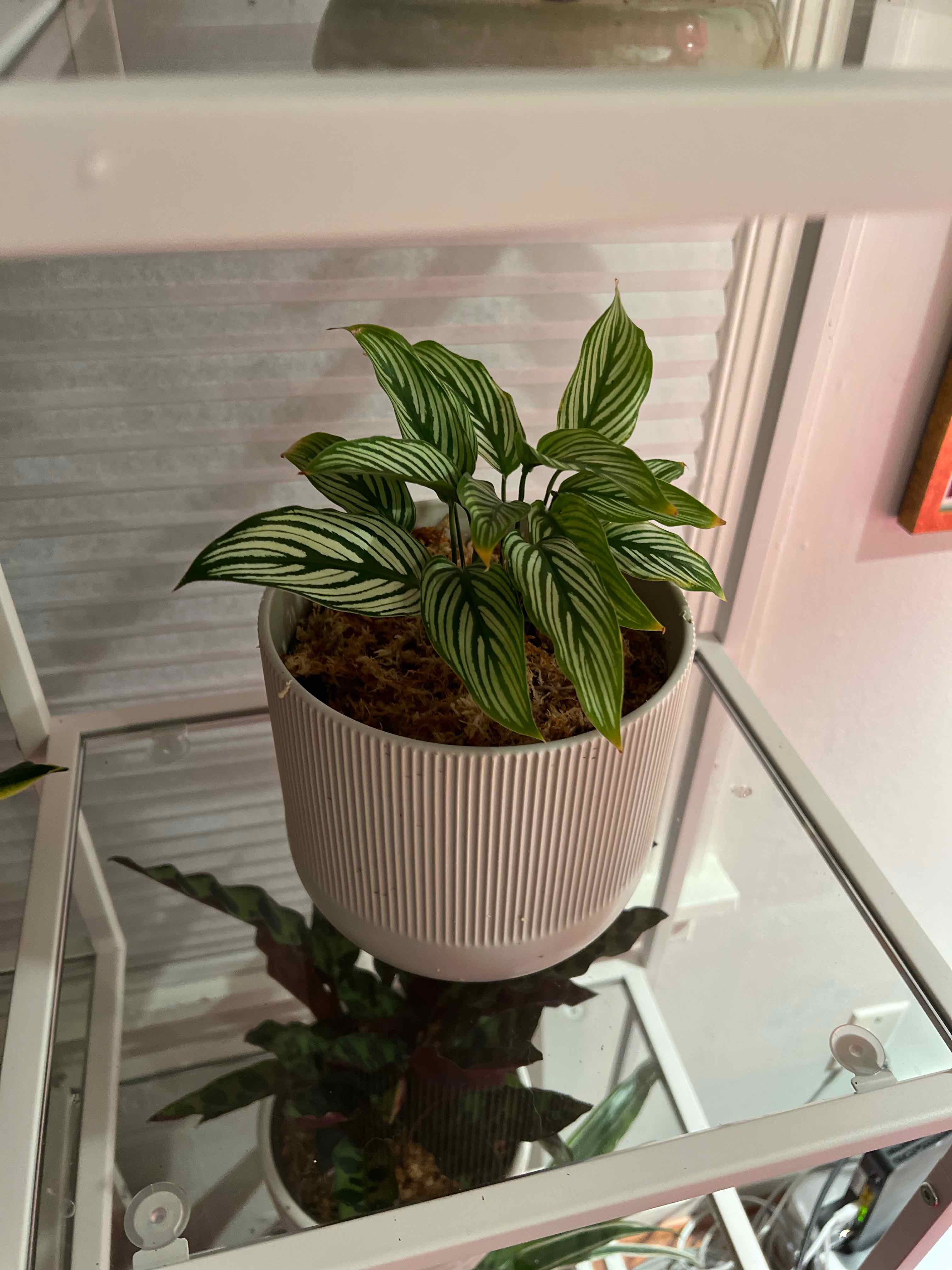 Photo of the plant species Calathea Vittata by @noneofyrbeesmax named Peacock on Greg, the plant care app