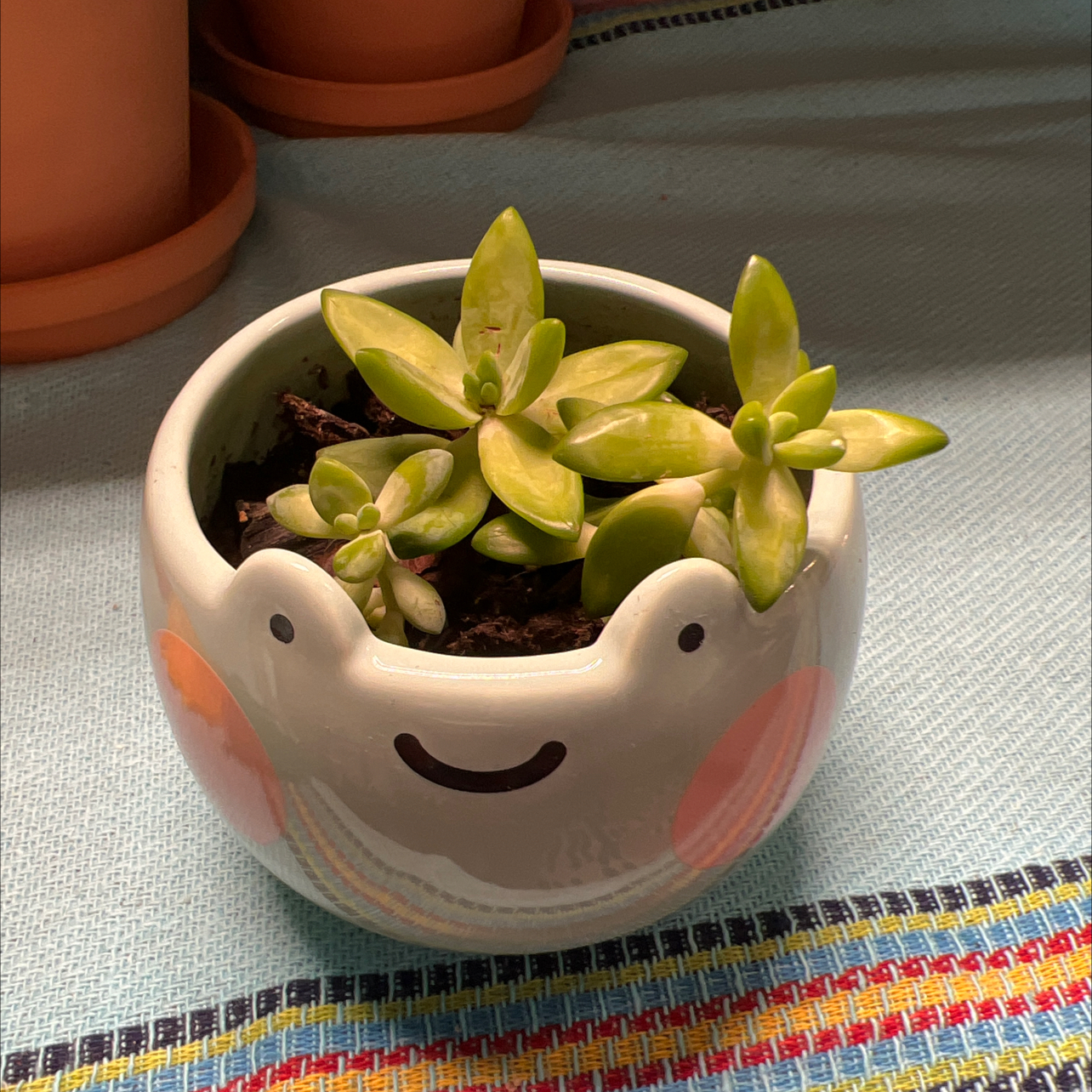Graptosedum 'California Sunset' plant in a decorative pot with a smiley face.