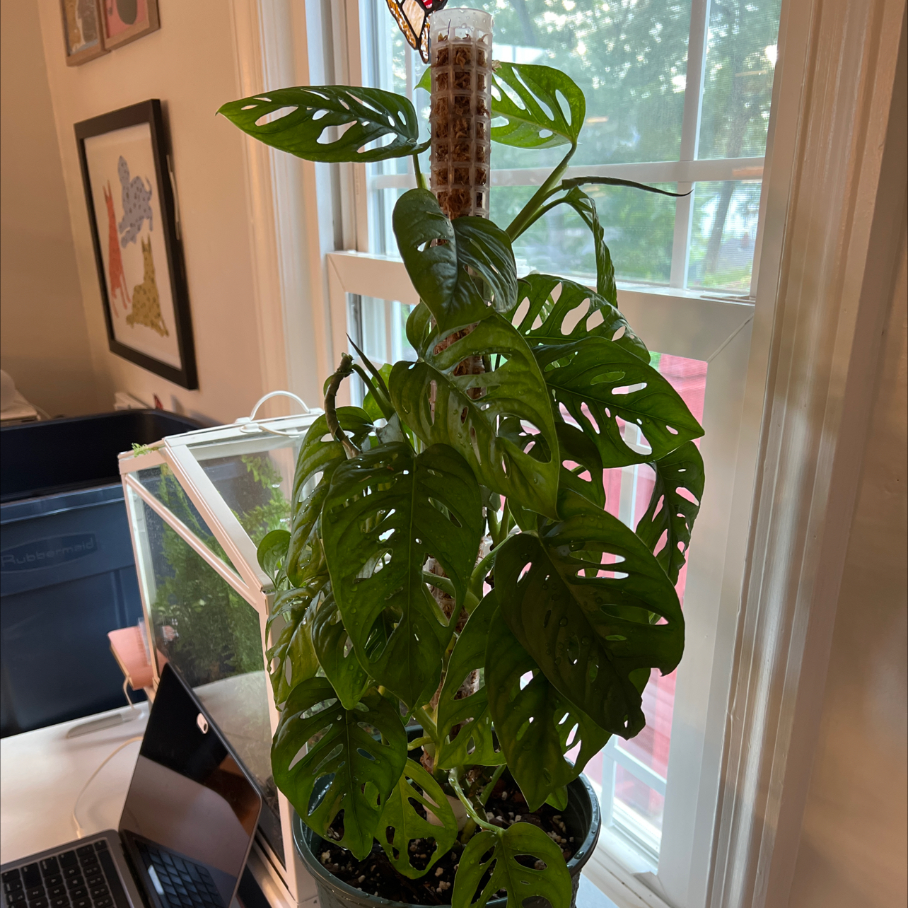 Swiss Cheese Vine plant photo by @noneofyrbeesmax named Orochimaru on Greg, the plant care app.