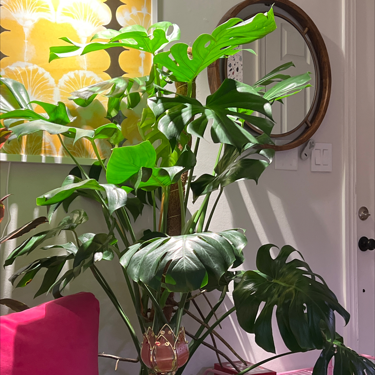 Monstera plant photo by @noneofyrbeesmax named Gamabunta on Greg, the plant care app.