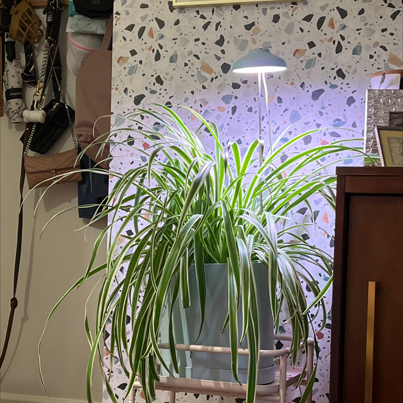 Spider Plant plant photo by @noneofyrbeesmax named Kabuto on Greg, the plant care app.