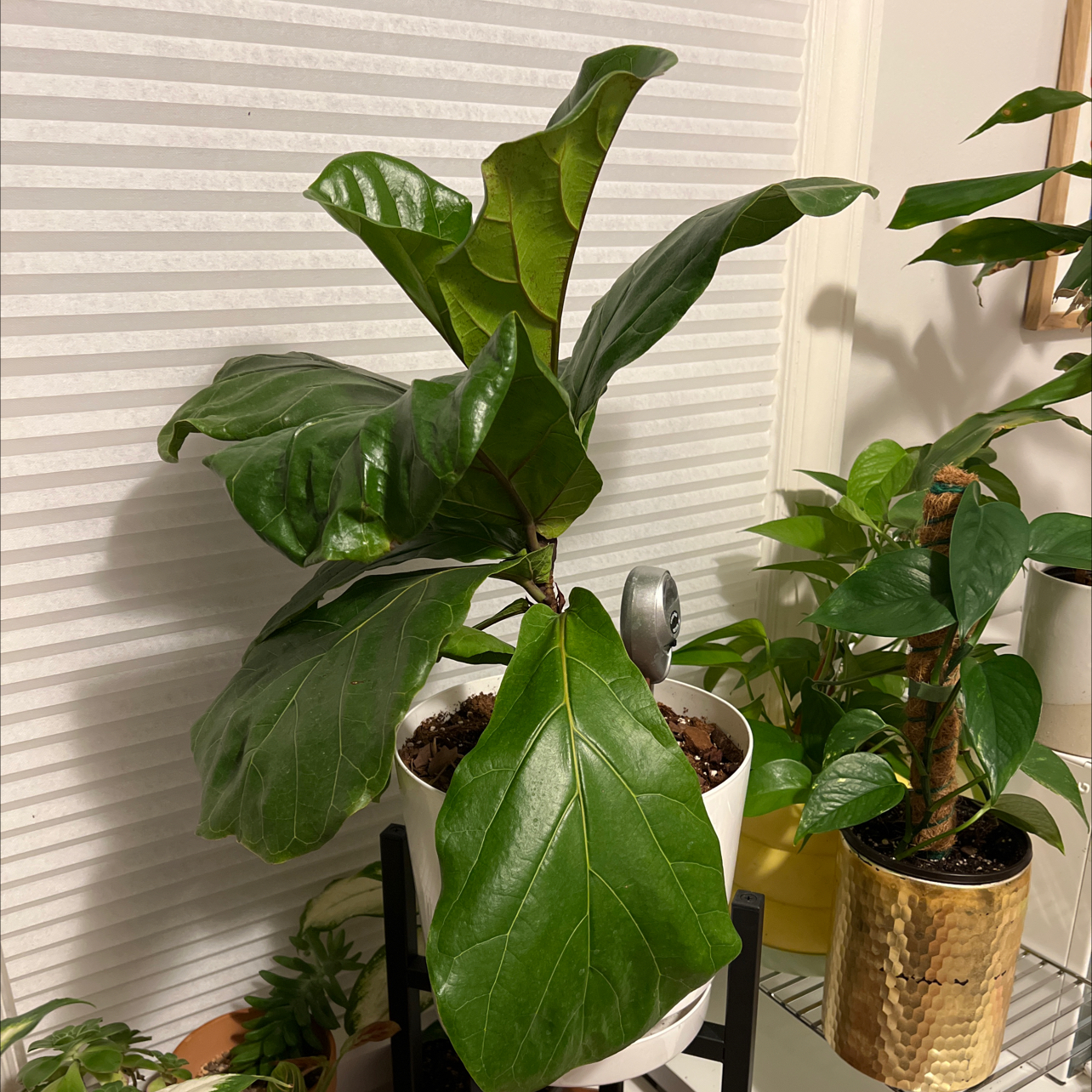 Fiddle Leaf Fig plant photo by @noneofyrbeesmax named Fiddle Boy on Greg, the plant care app.