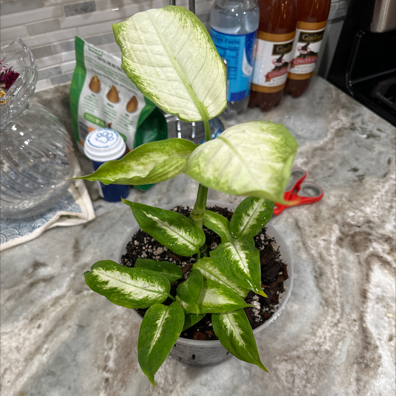 Dieffenbachia 'Camille' plant in a pot on a kitchen counter with healthy green and white variegated leaves.
