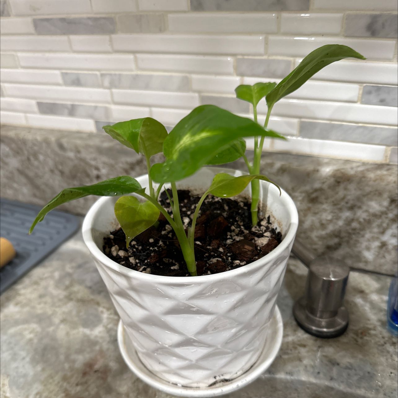 Dieffenbachia 'Camille' plant in a white pot with visible soil and slight leaf yellowing.