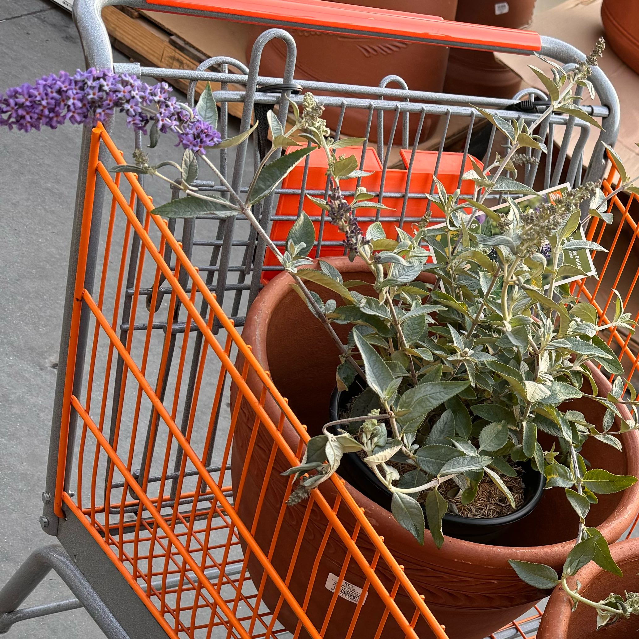 Photo of the plant species Butterfly Bush by @TherapeuticAtom named Skye on Greg, the plant care app