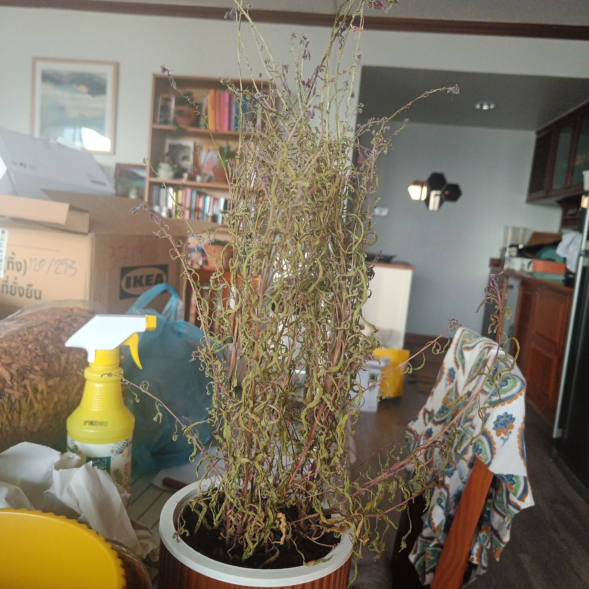 Photo of the plant species Gaura by @FamousPipevine named Einstein on Greg, the plant care app