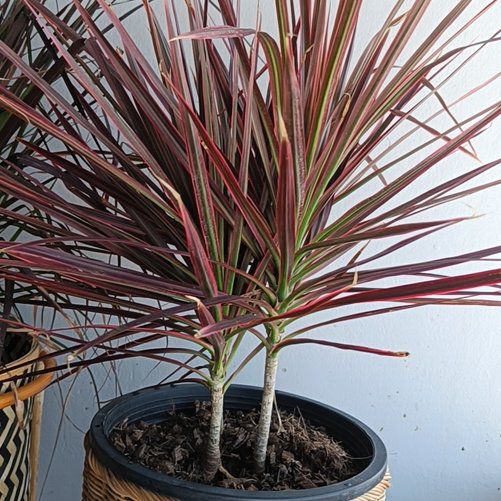 Photo of the plant species Red Hooked Sedge by @FamousPipevine named Luna on Greg, the plant care app