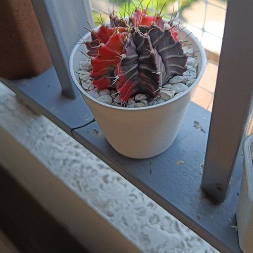 Photo of the plant species Variegated Moon Cactus by @FamousPipevine named Miley on Greg, the plant care app