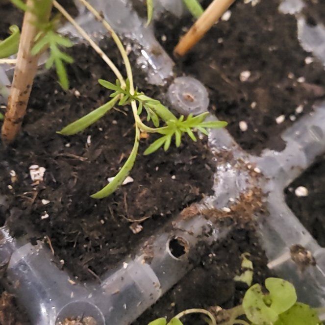 Photo of the plant species Cosmos by @FunnySunburst named Doja Cat on Greg, the plant care app