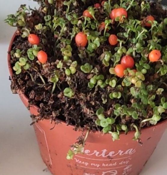 Coral Bead Plant How Much Water & Light Does it Need to Thrive?