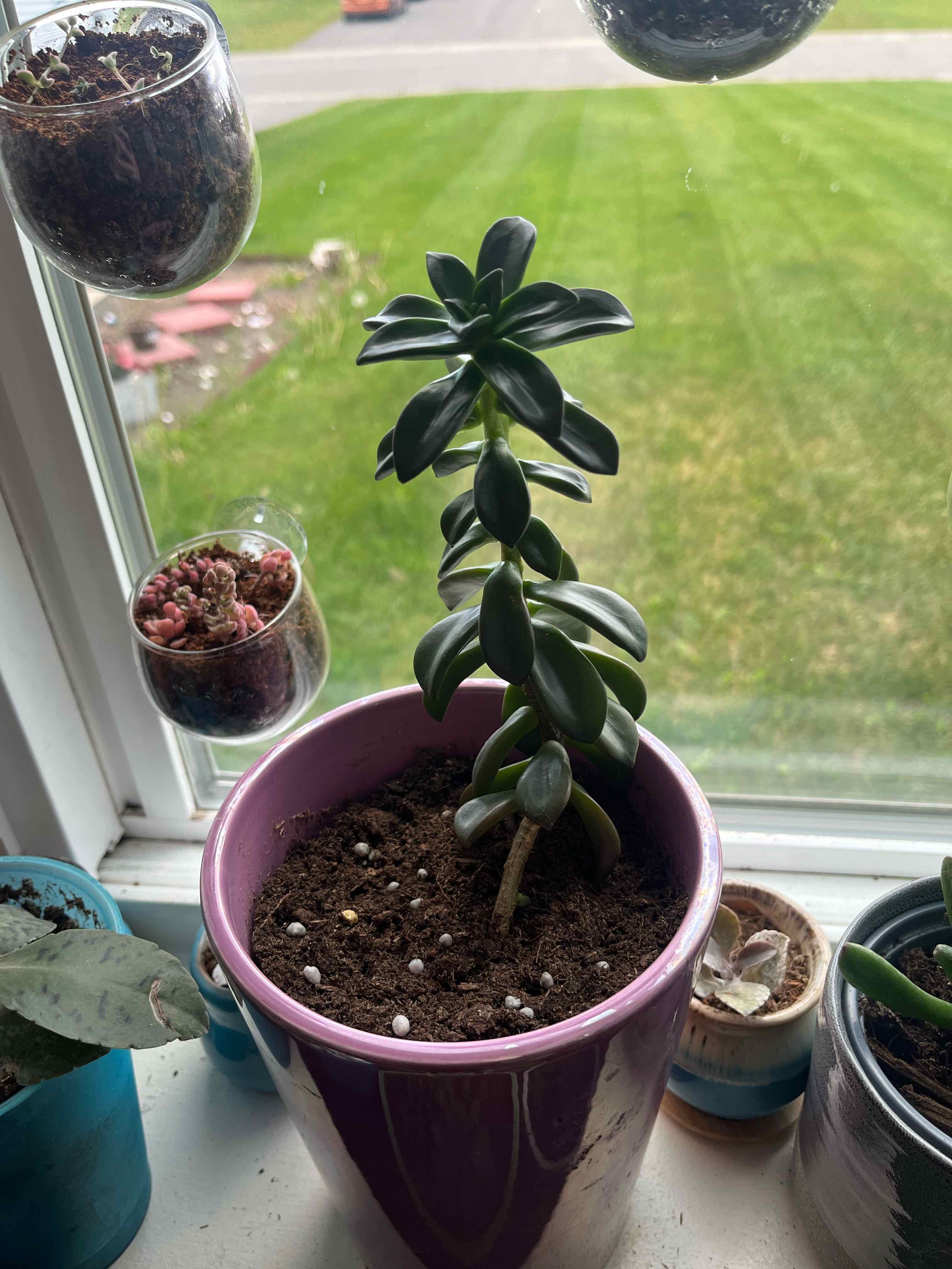 Echeveria 'Licorice' plant in a purple pot on a windowsill with visible soil and healthy green leaves.