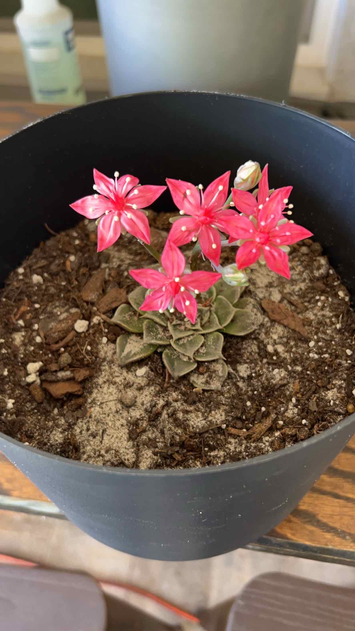 Photo of the plant species Graptopetalum bellum by @InteractiveRose named Fernie Mercury on Greg, the plant care app