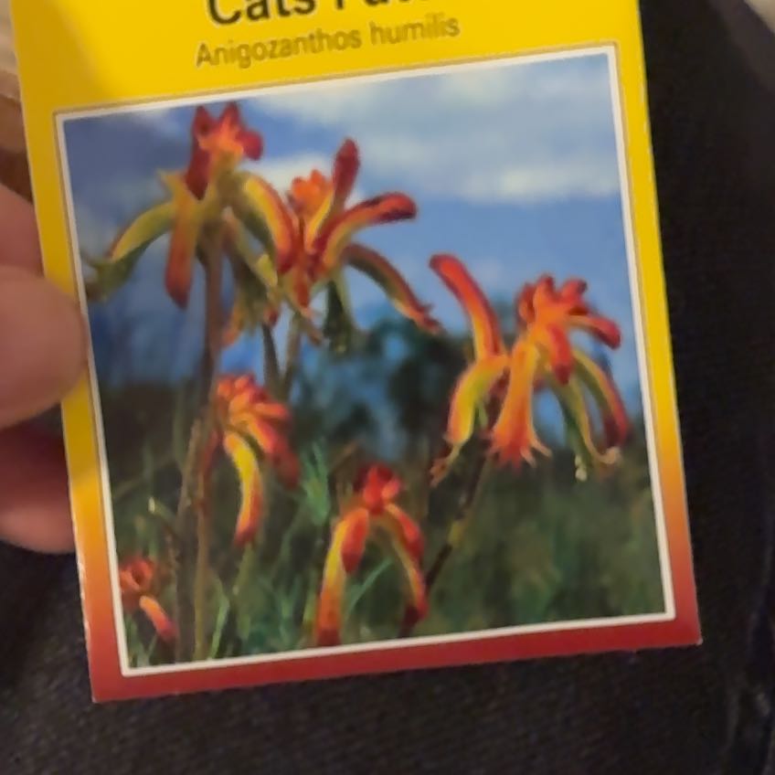 Plant care for Anigozanthos 'Joe Joe Yellow' on Greg, the plant care app