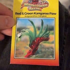 Photo of the plant species Mangles's Kangaroo-Paw by @PureShinglevine named Queen on Greg, the plant care app