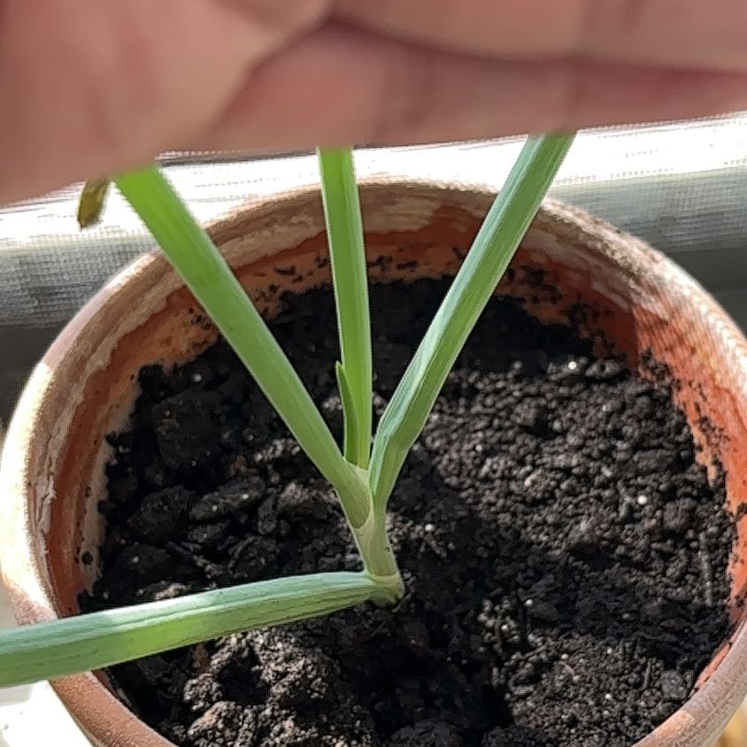 Photo of the plant species Common Velvetgrass by @DynamoRiberry named Sahara on Greg, the plant care app