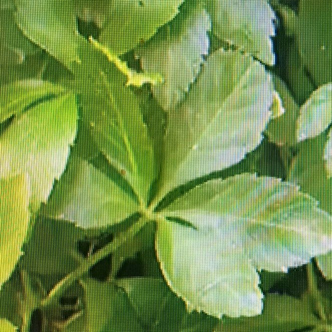 Photo of the plant species Jiaogulan by @pwinteak named Sol on Greg, the plant care app